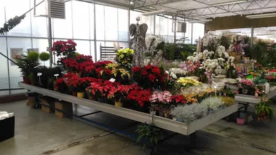 Hurtownia Kwiatów Walentynowicz